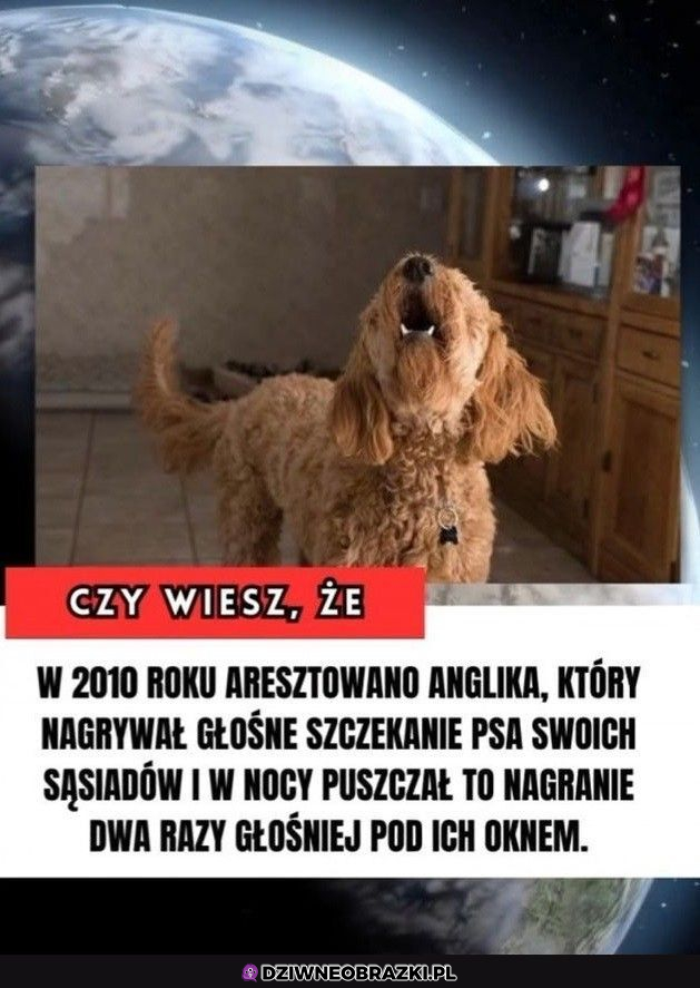 Trochę rozumiem