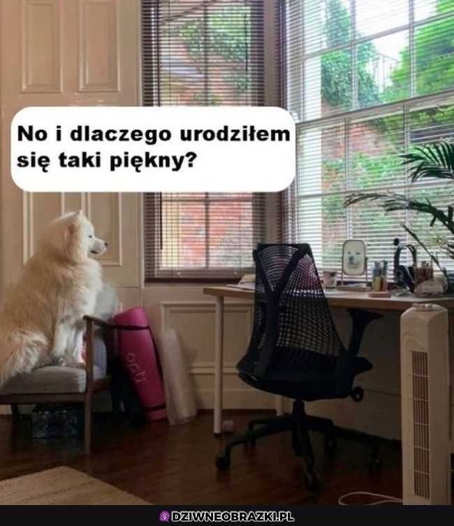 Dlaczego tak