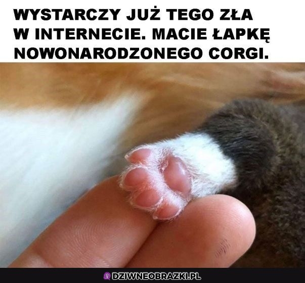 Proszę