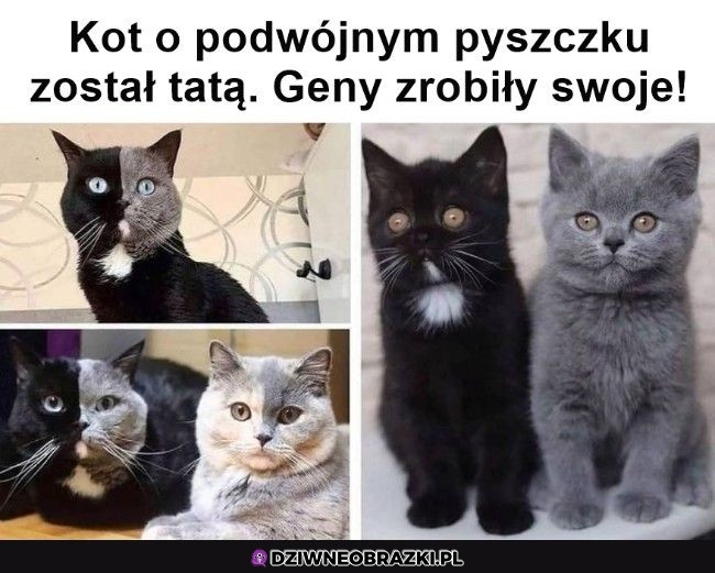 Gratulacje