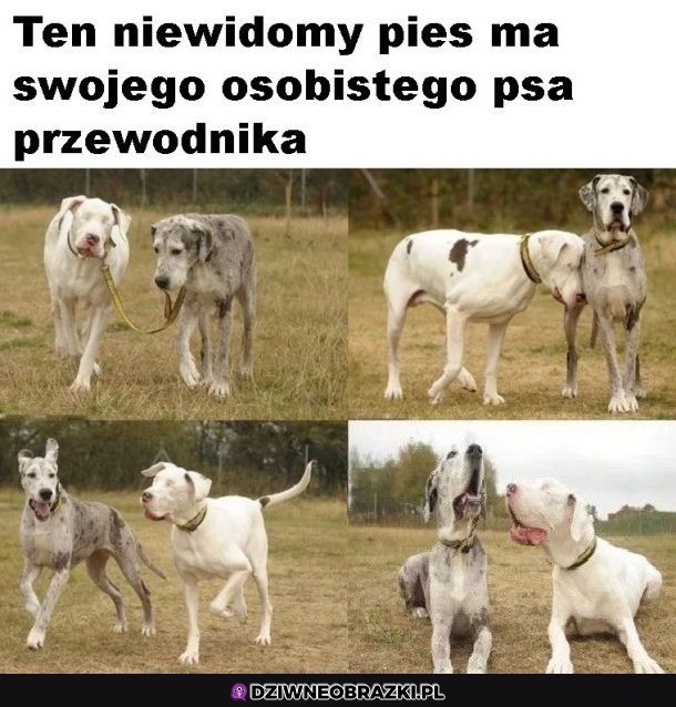 No i elegancko