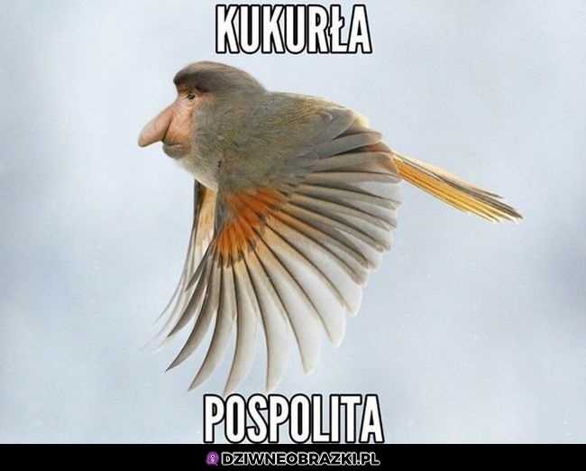 Nowy gatunek w Polsce