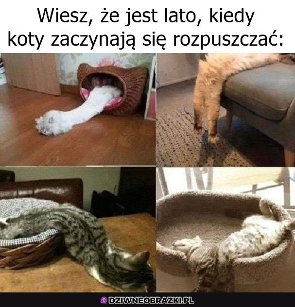 Jak rozpoznać, że jest lato?