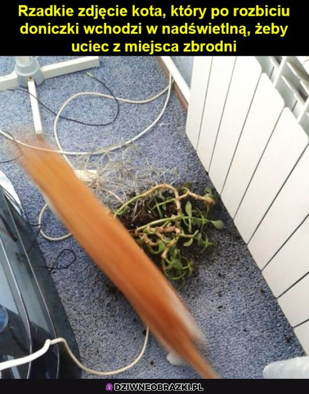 Rzadkie zdjęcie kota