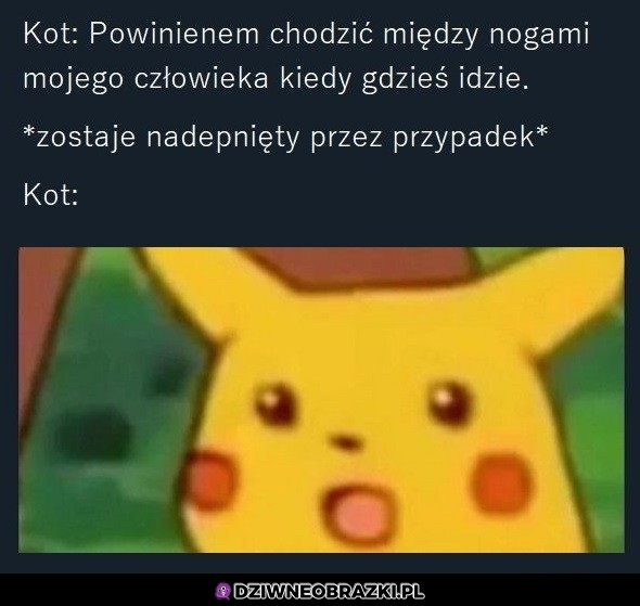 Koty