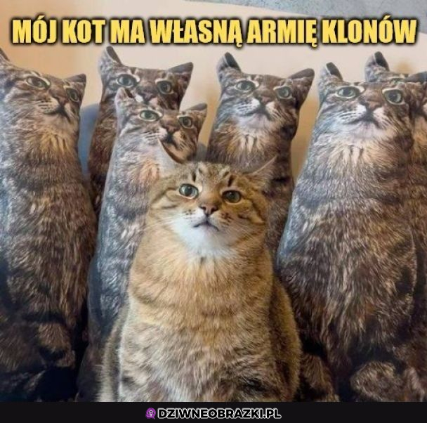 Kiedy kitku ma swoją armię