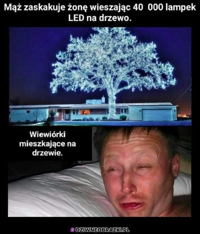 Dzięki byku