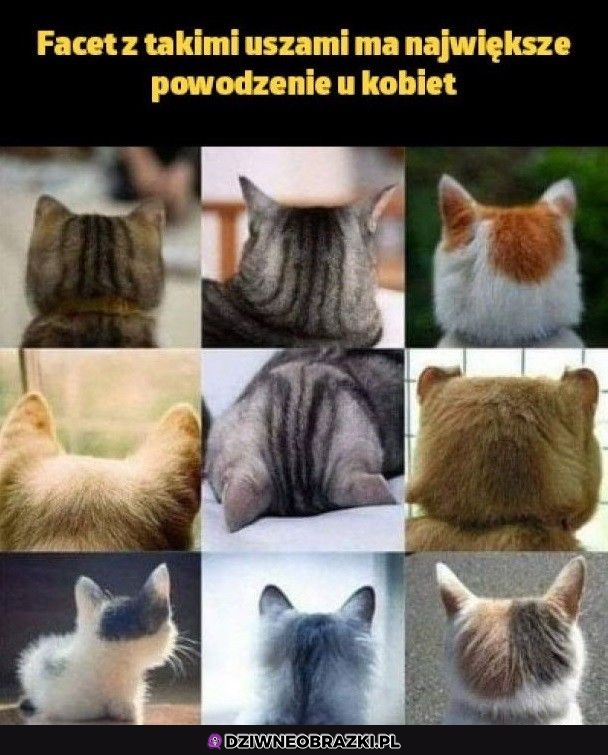 Największe powodzenie