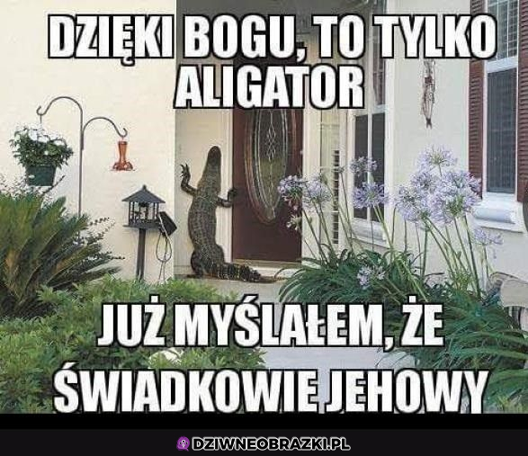 Już wole aligatora... 