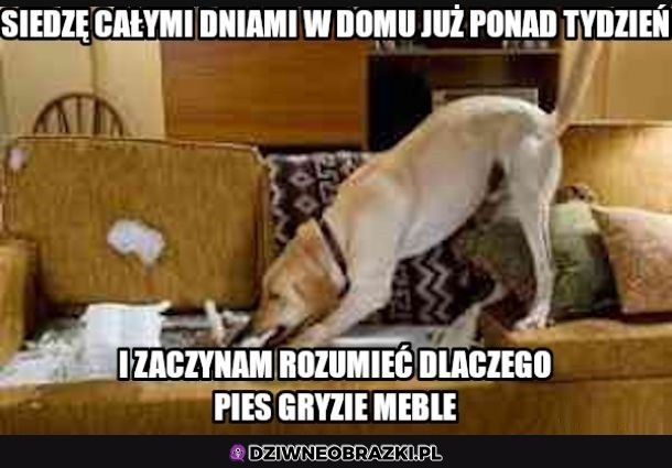 Rozumiem go
