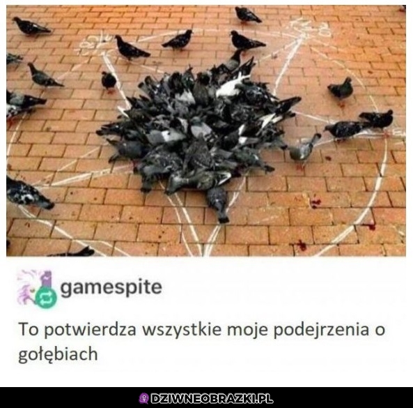 Gołębie