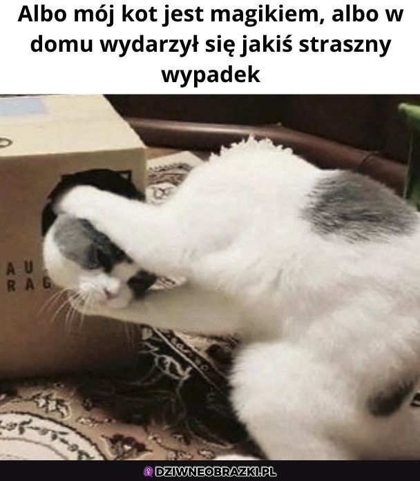 Kocia sztuczka