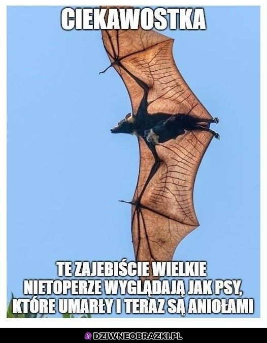 Nietoperze
