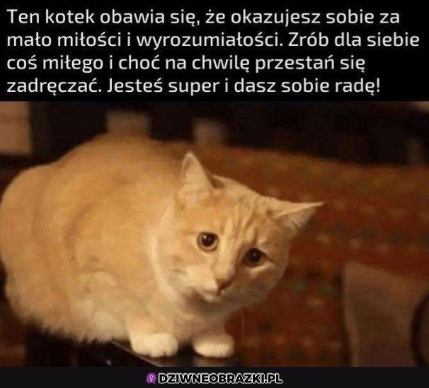 pocieszny kitku :3