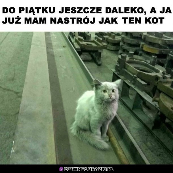 Daleko jeszcze do piątku?