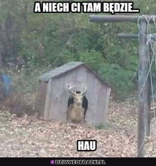 No niech będzie
