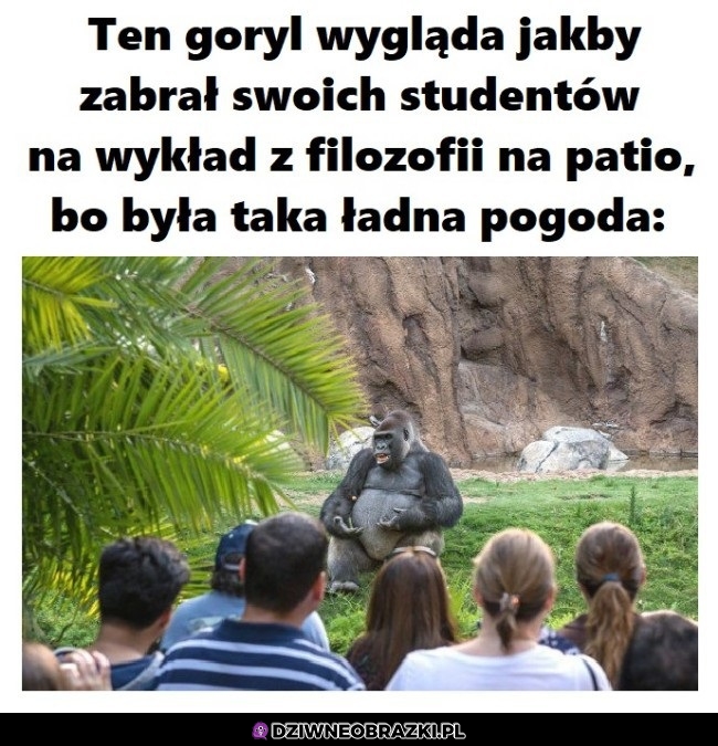 Tak to wygląda