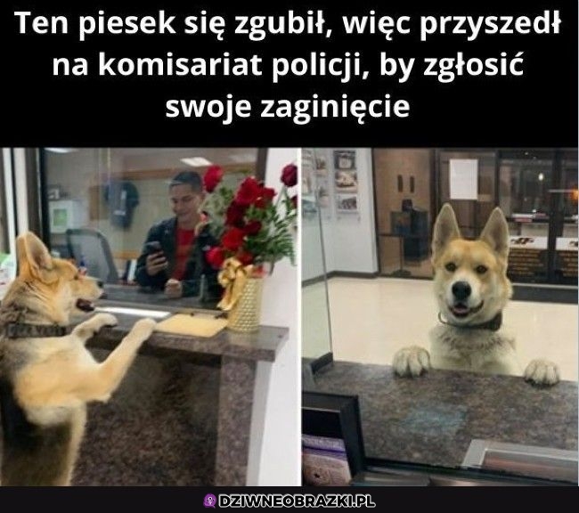 Dobry piesek