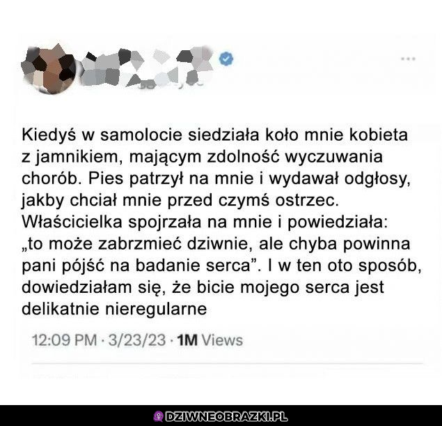 Kiedy spotykasz na swej drodze druidkę z chowańcem