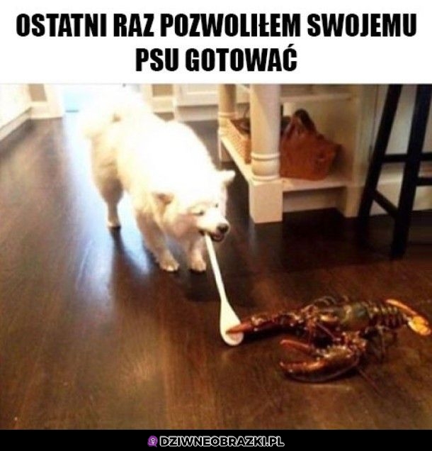 Nie poradził sobie
