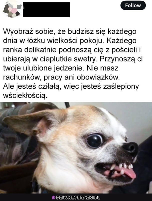 Chciałbyś tak?