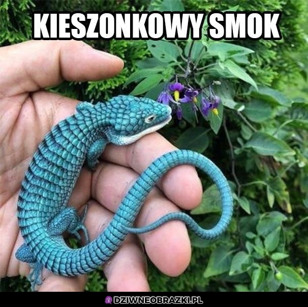 Mały kozak!