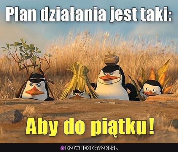 Plan działania na każdy tydzień