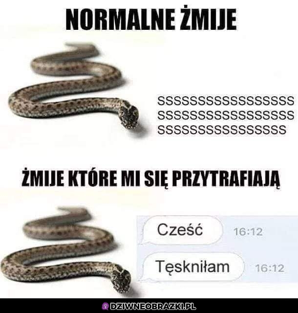 Żmije