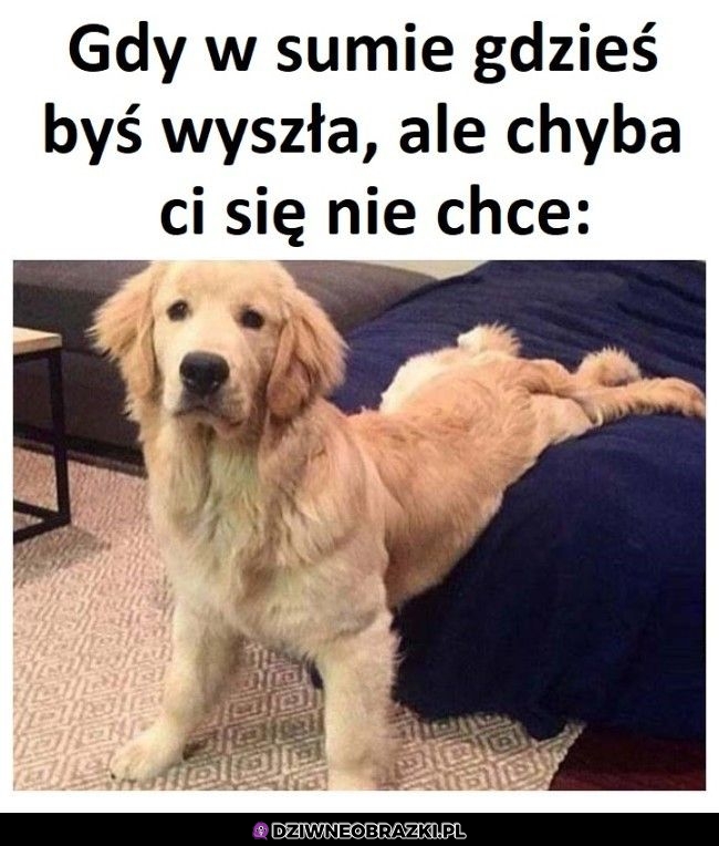 Trochę tak, trochę nie