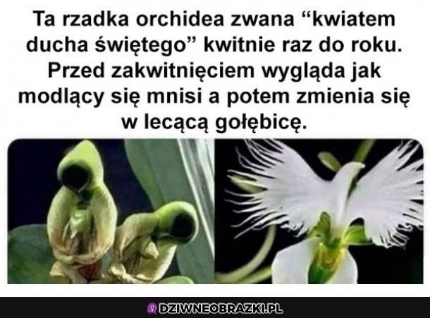 Ciekawy kwiatek