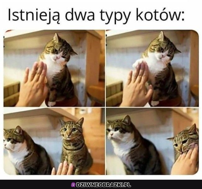 Dwa rodzaje kotecków