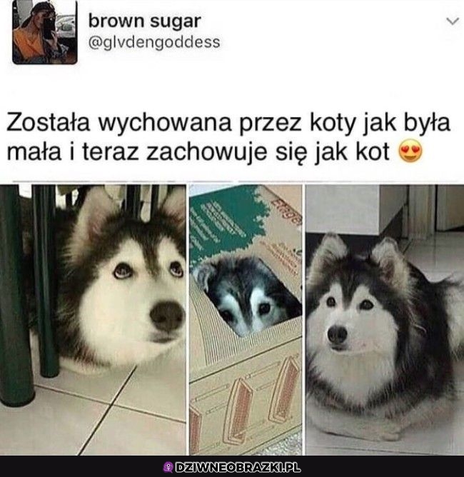 Najsłodszy piesek