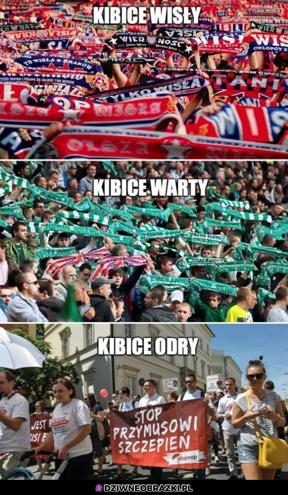 Kibice