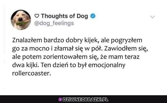 Z życia pieseła