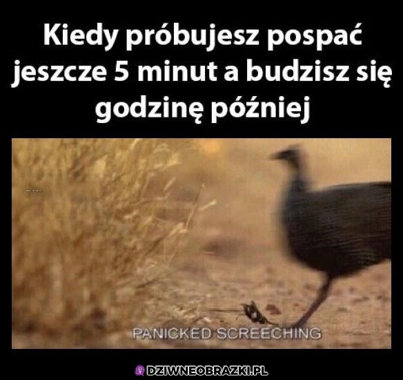 Nieeee