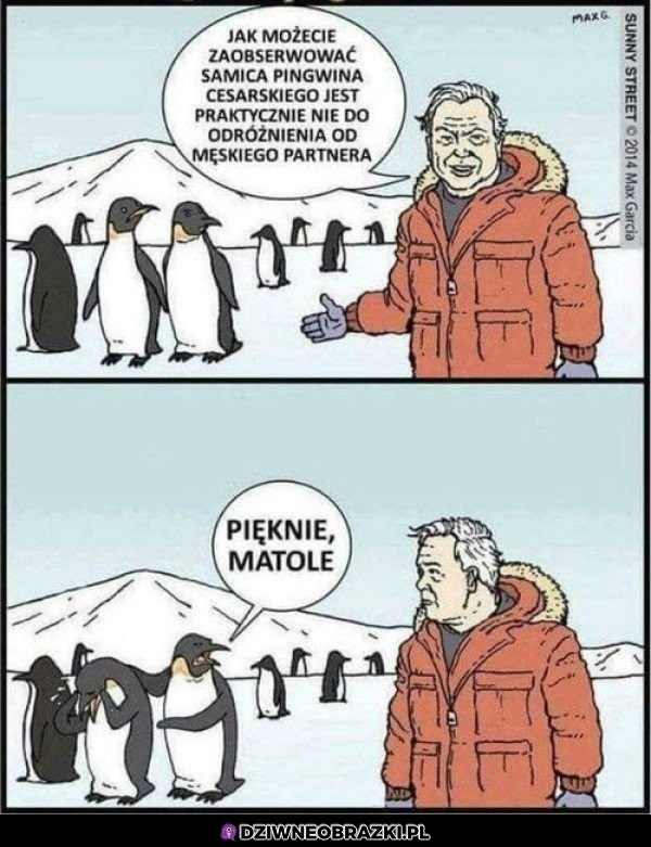 Samica pingwina