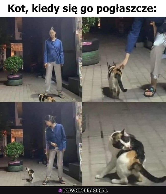 Gdzie z tymi łapami Gdzie z tymi łapami