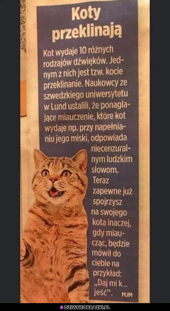 Kitki takie są