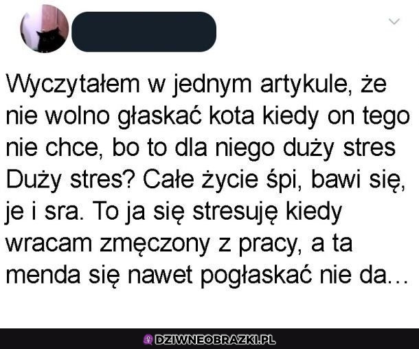 Stresowanie kotka