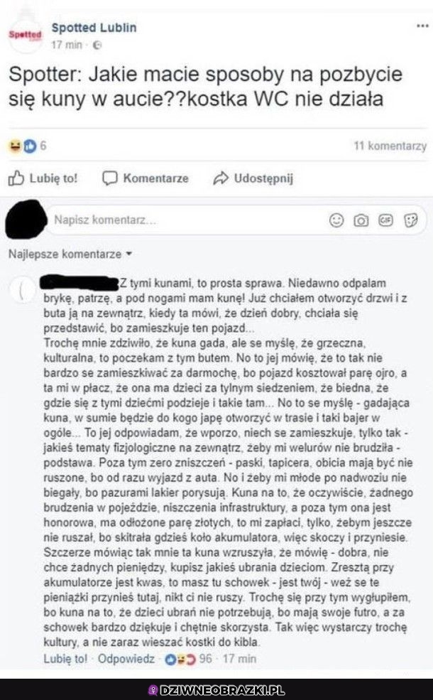 Jak pozbyć się kuny z auta?