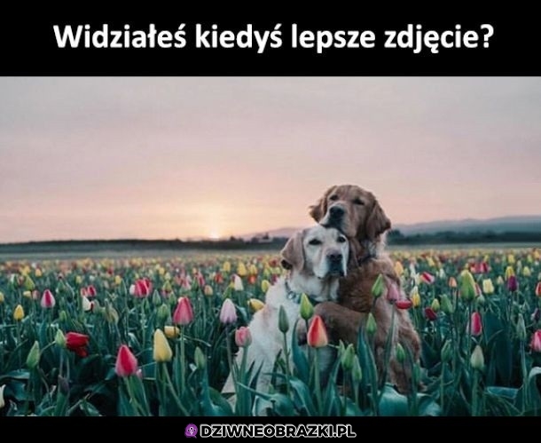 Arcydzieło