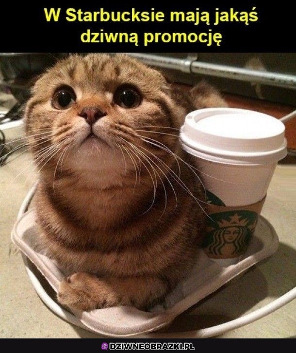 Słodka promocja