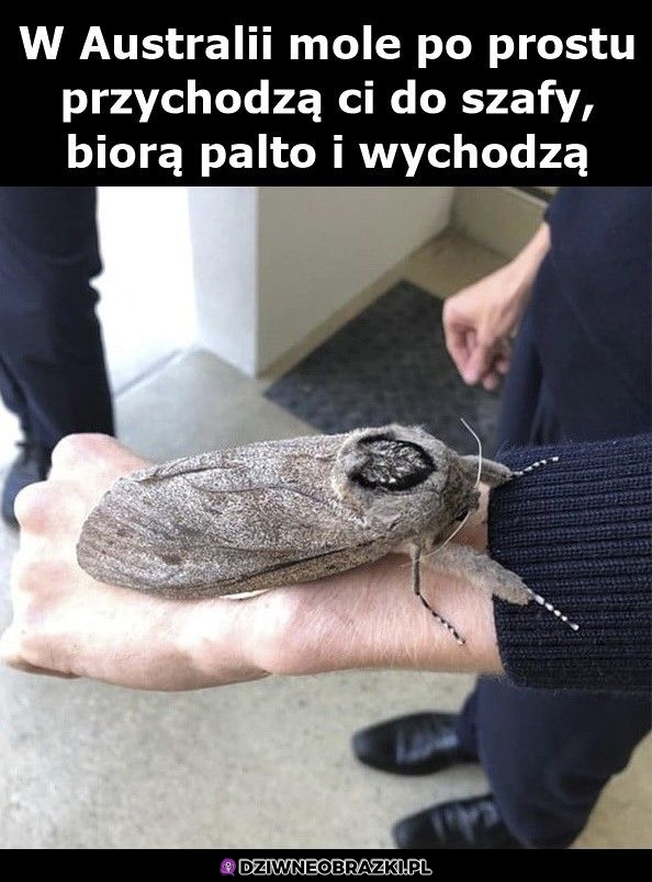 Ale bydlak