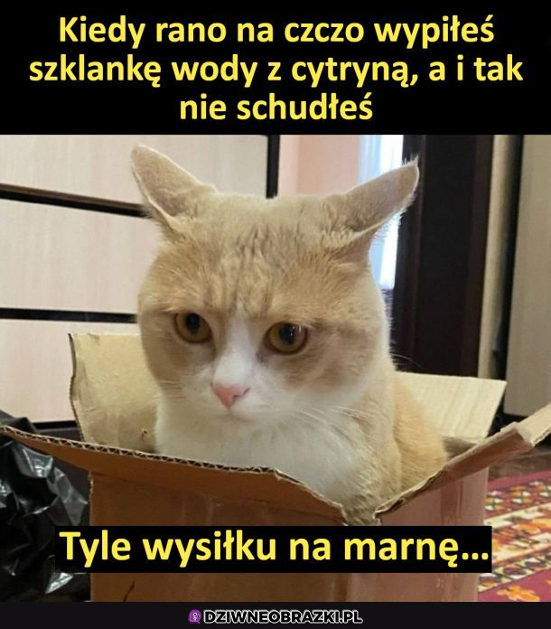 Los chce ze mną grać w pokera