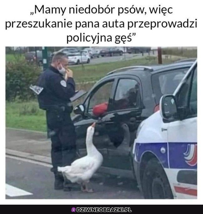 Kiedy w policji zabraknie psów