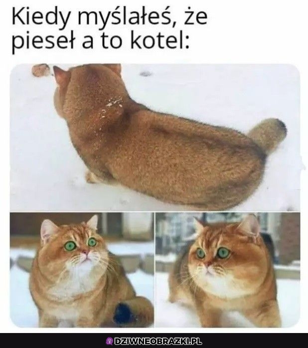 Drobna pomyłeczka