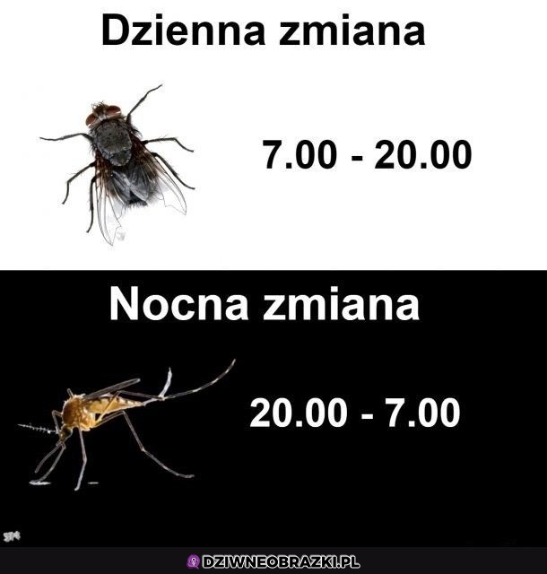 Robale takie są