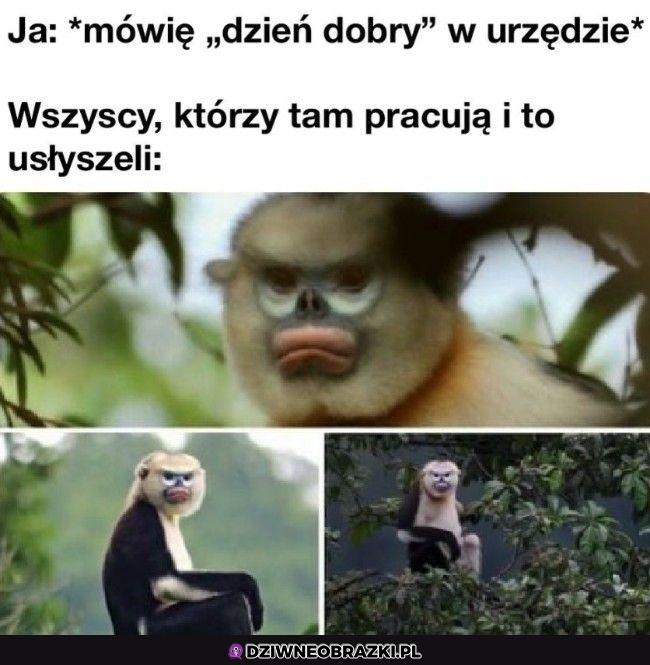 Jakie dzień dobry