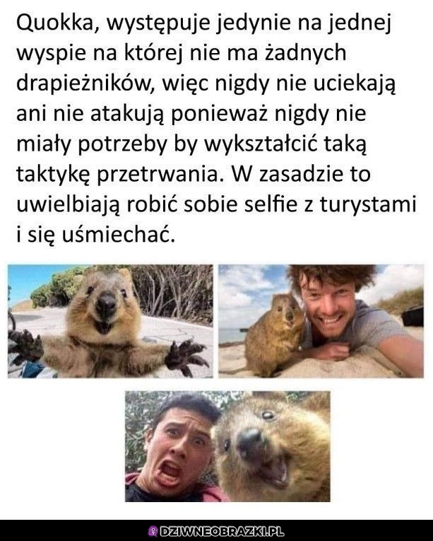 Spoko zwierzak