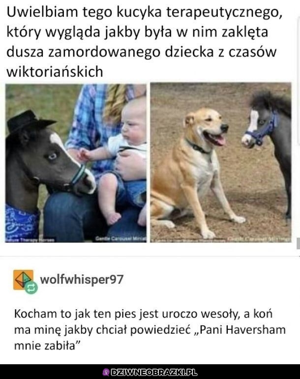Kucyk